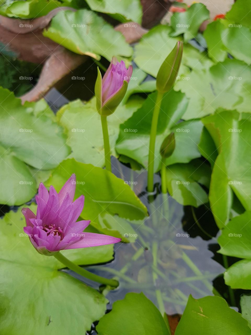 Lotus in the garden