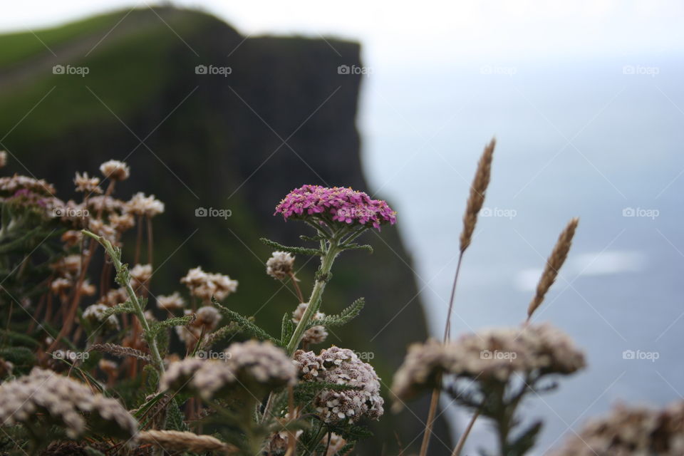 Flowers on cliffs