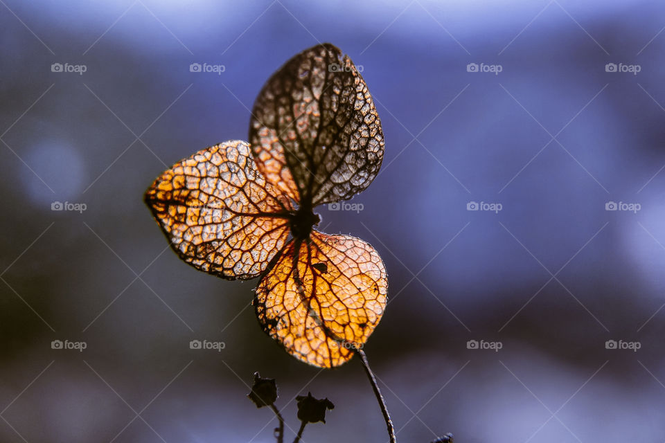 dried hydrangea flower