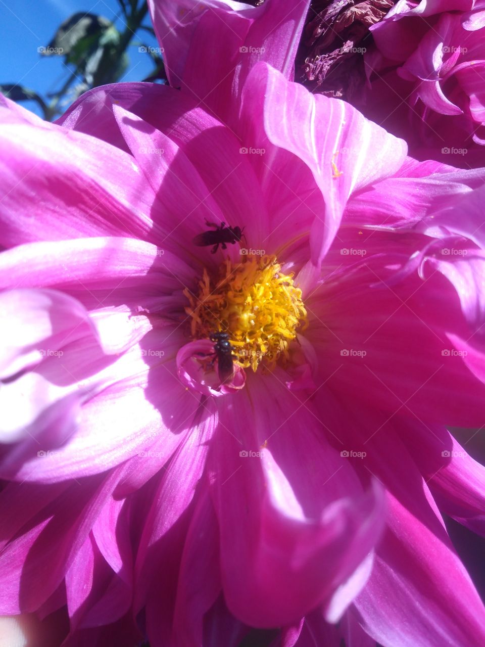 Bees in a old flower...Abelhas numa velha flor...