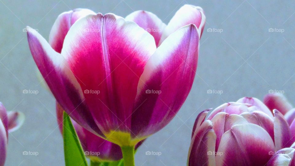 Bouqet of pink purple tulips