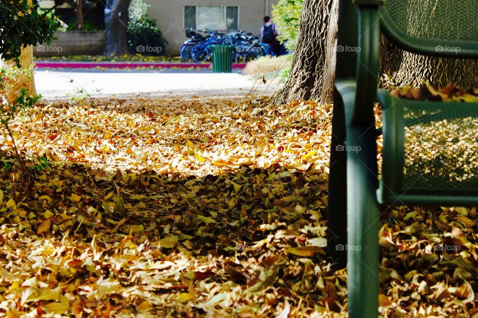 Leaves. Fallen leaves during autumn