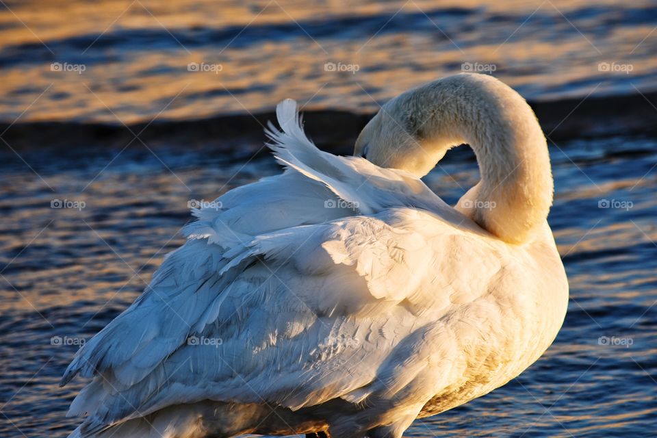 Bird, Water, Feather, Nature, Lake