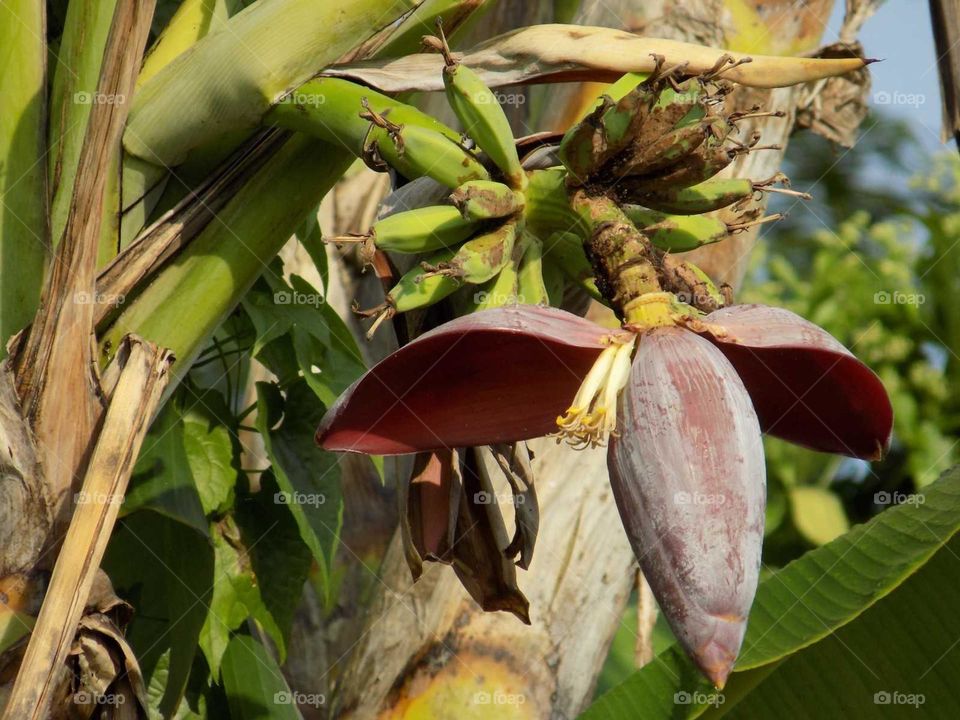 Banana flower