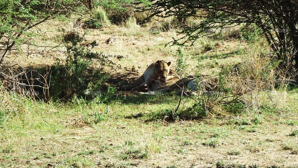 Lioness grooming herself