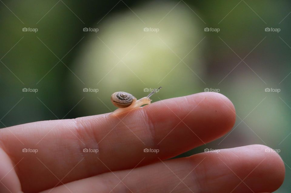 snail people nature