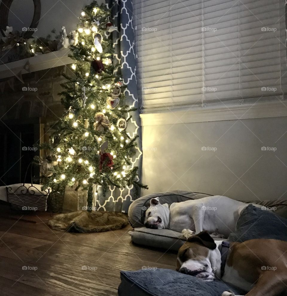 Dogs waiting for Santa