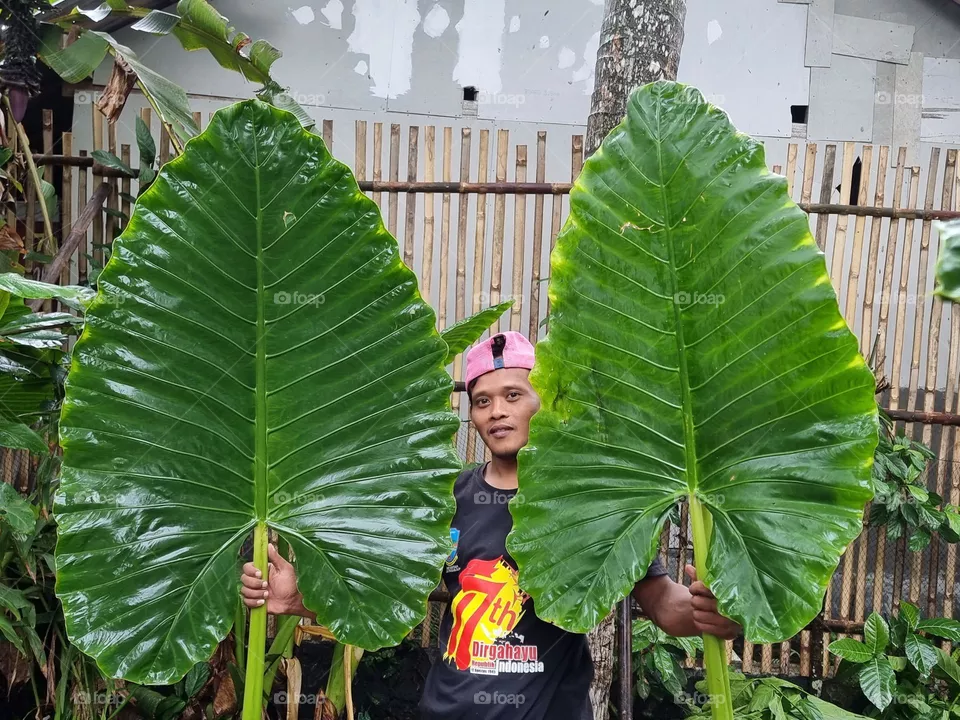 Huge leaves