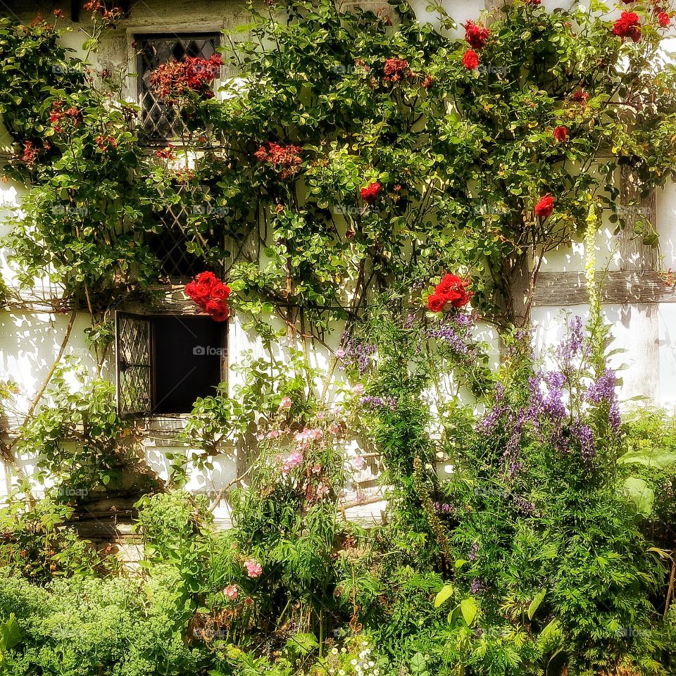 Cottage. Garden