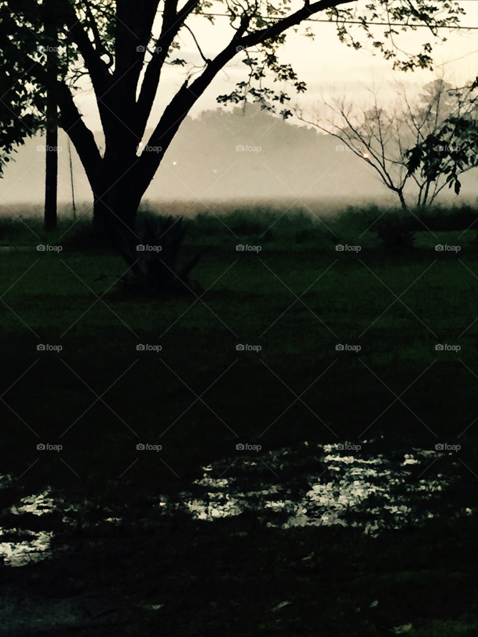 Fog after a heavy rain in the yard,