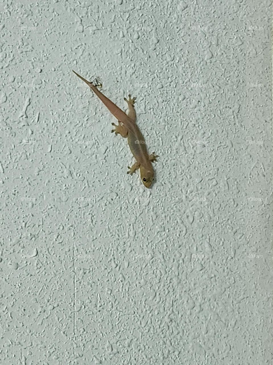 Lizard on the wall