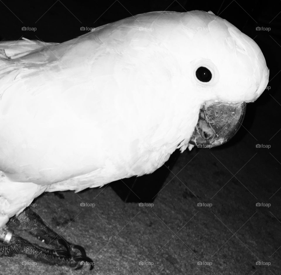 Bird, Parrot, Poultry, No Person, One