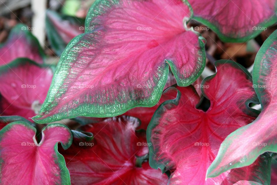 colorful leaves.  red on green.