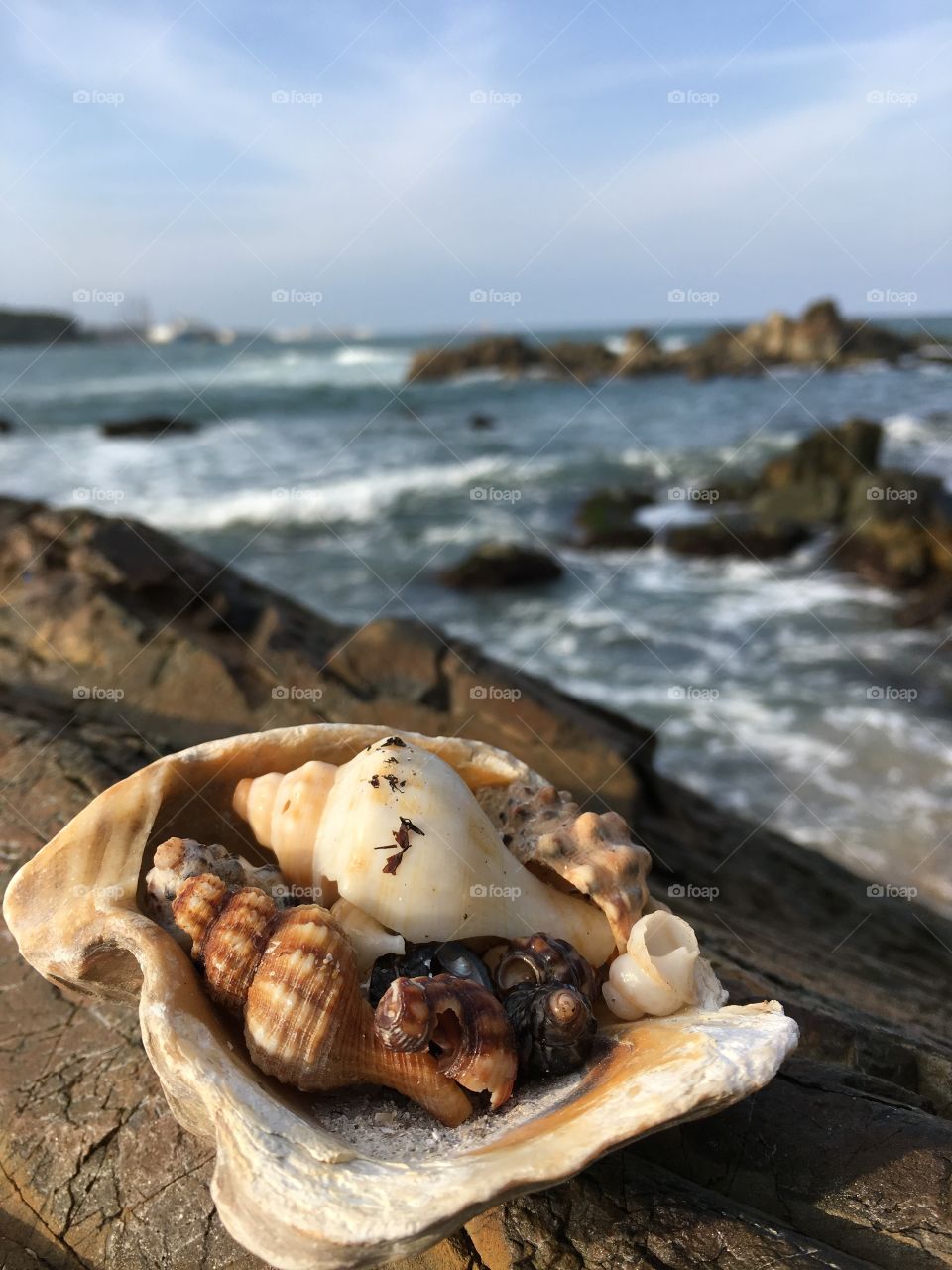 Shells on a rock on the beach