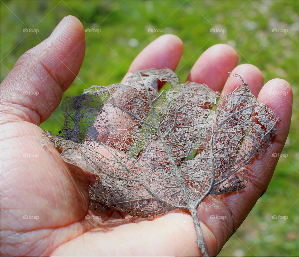 hand holding a faded leaf in a green field