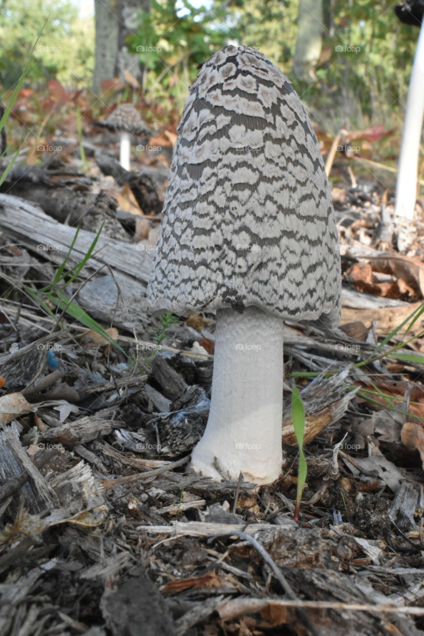 Mushrooms in the woods 