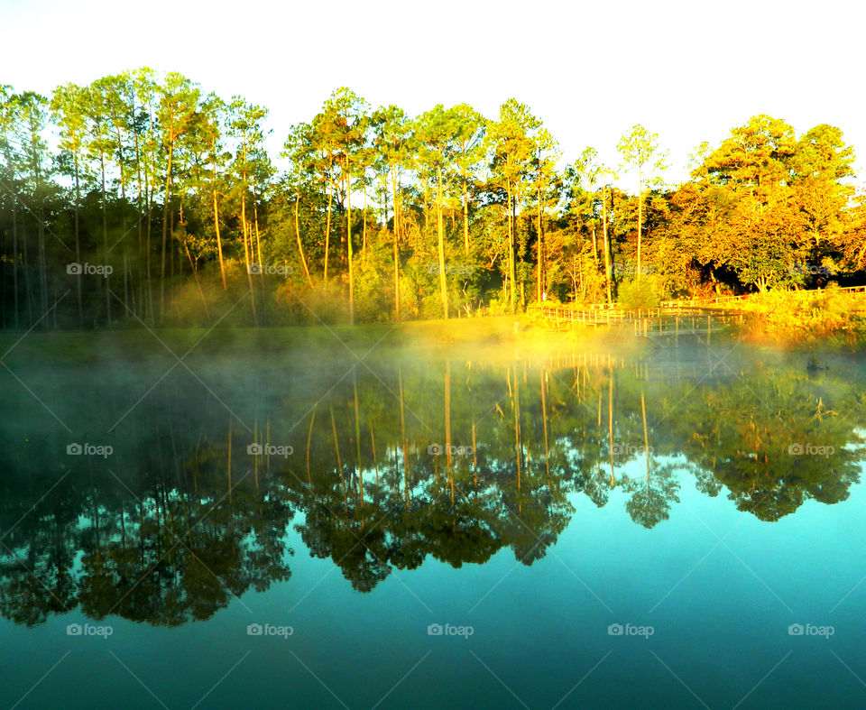 Trees reflecting on lake