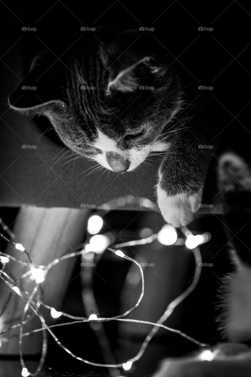 A black and white close up portrait of a cute small kitten playing with dome fairy lights outside of its sleeping place.