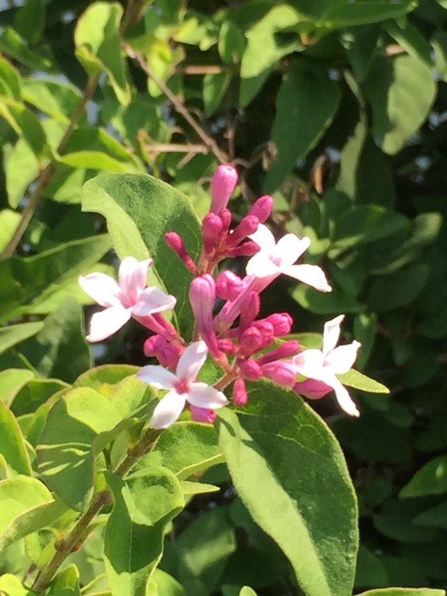 Second bloom on the lilac bush 
They still smell sweet