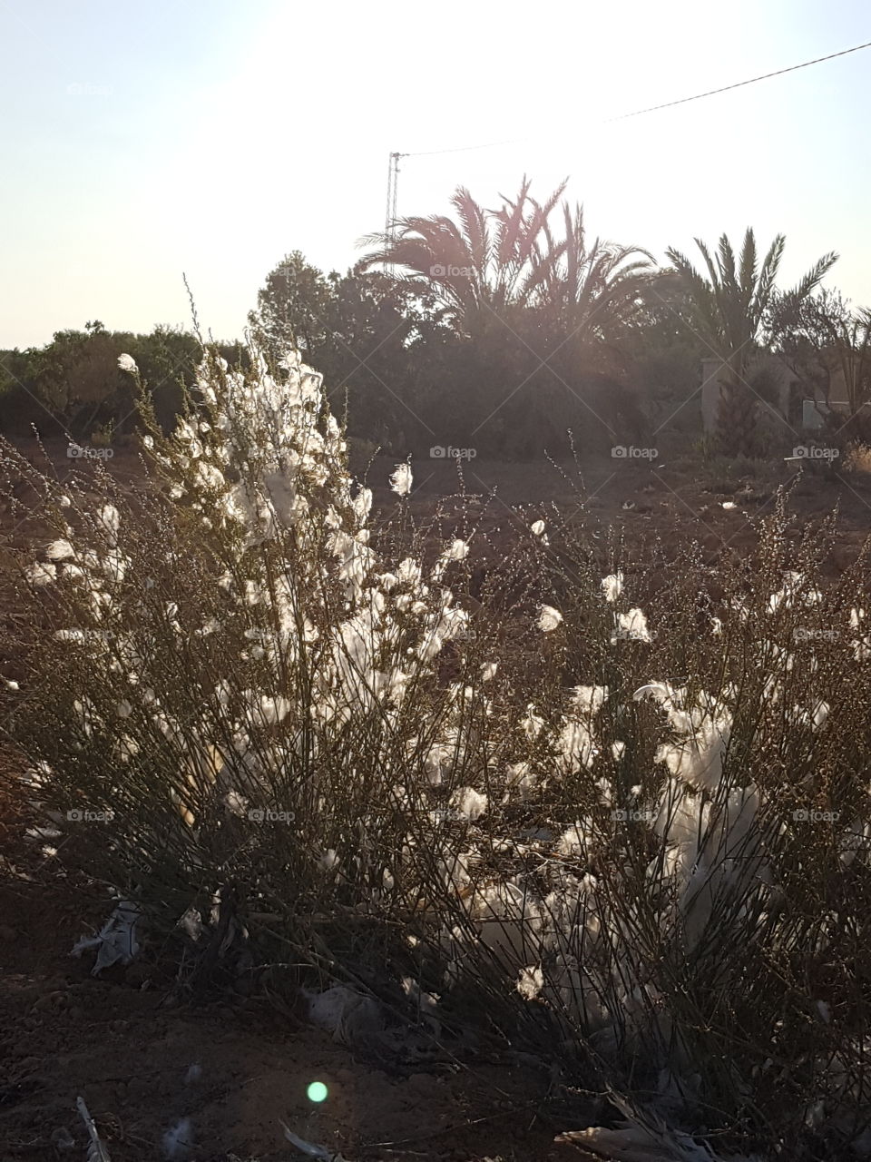 white grass in backlight Tunisia