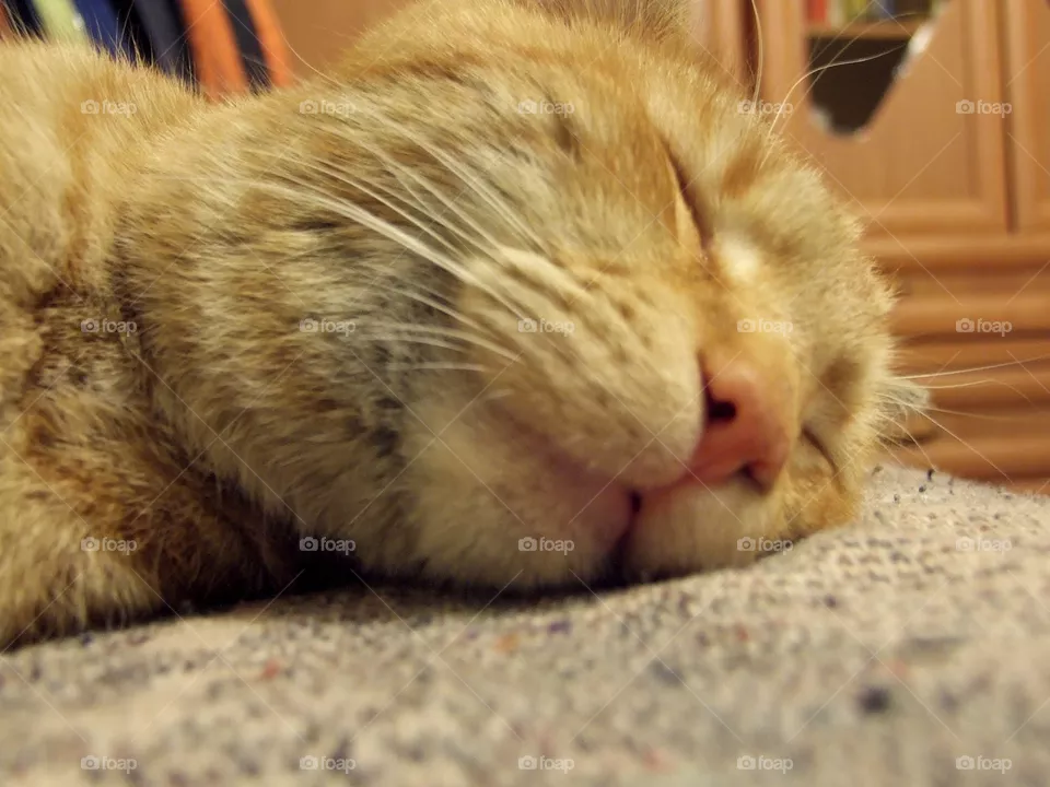 ślepy cat