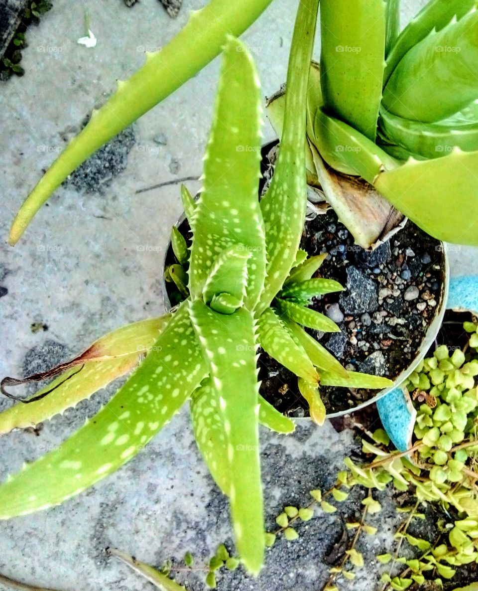 small aleovera plant with up cross view and greenish shading with sharp small thorns. focus on sprouting small aleovera from back of big aloevera.