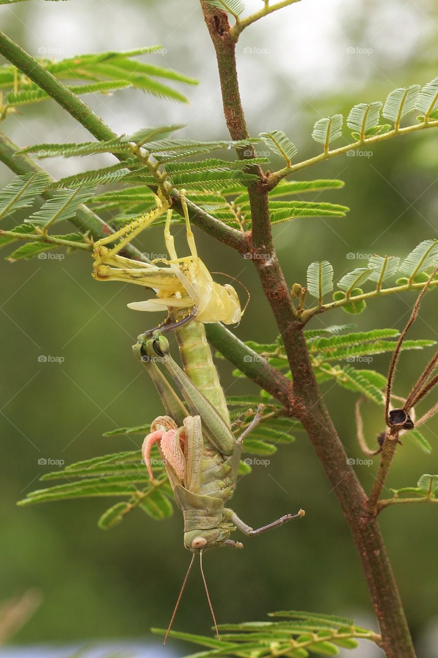 New Born Grasshopper