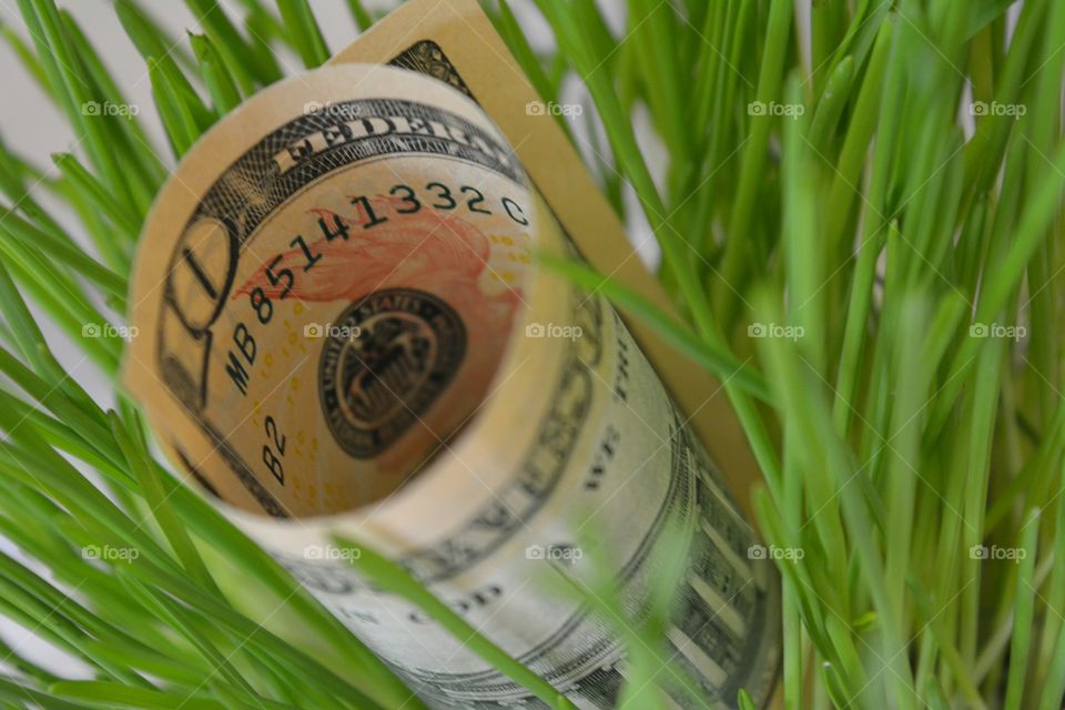 No Person, Grass, Desktop, Growth, Leaf