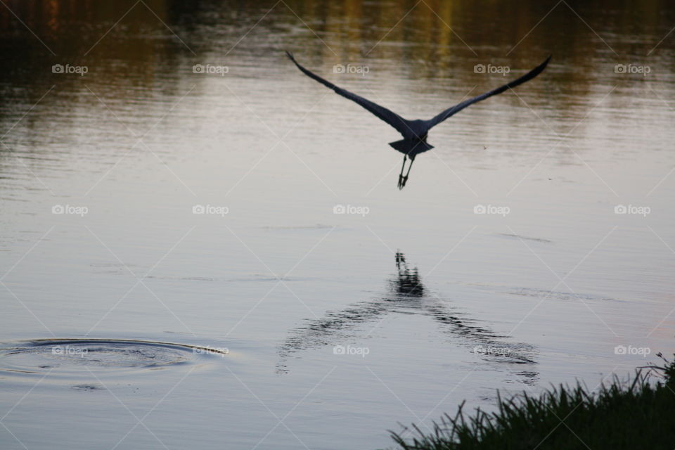 Bird flying over sea