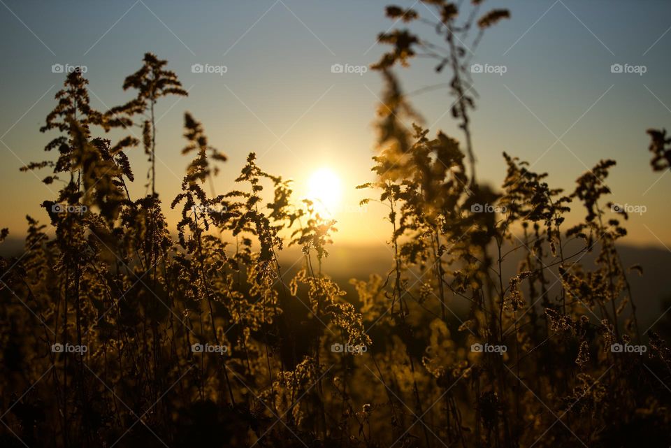 Mountaintop sunset in Tennessee. Golden hour 