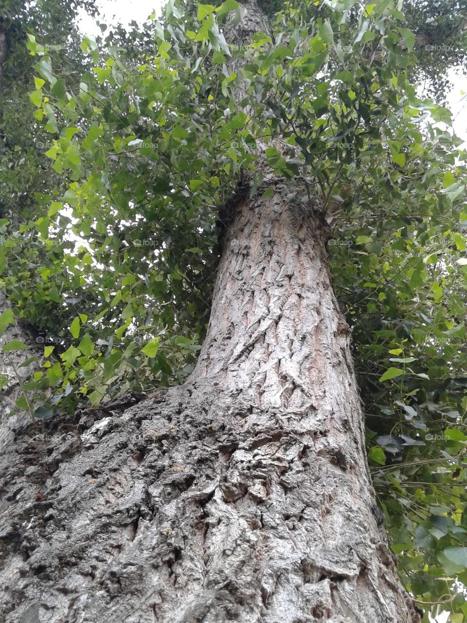 tree
