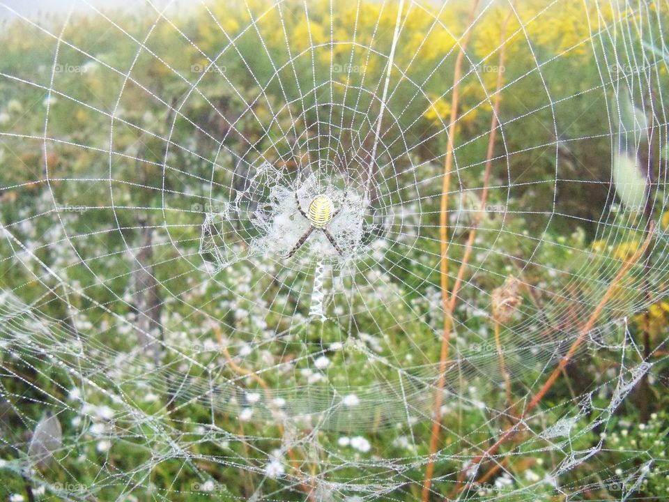 spider in its web