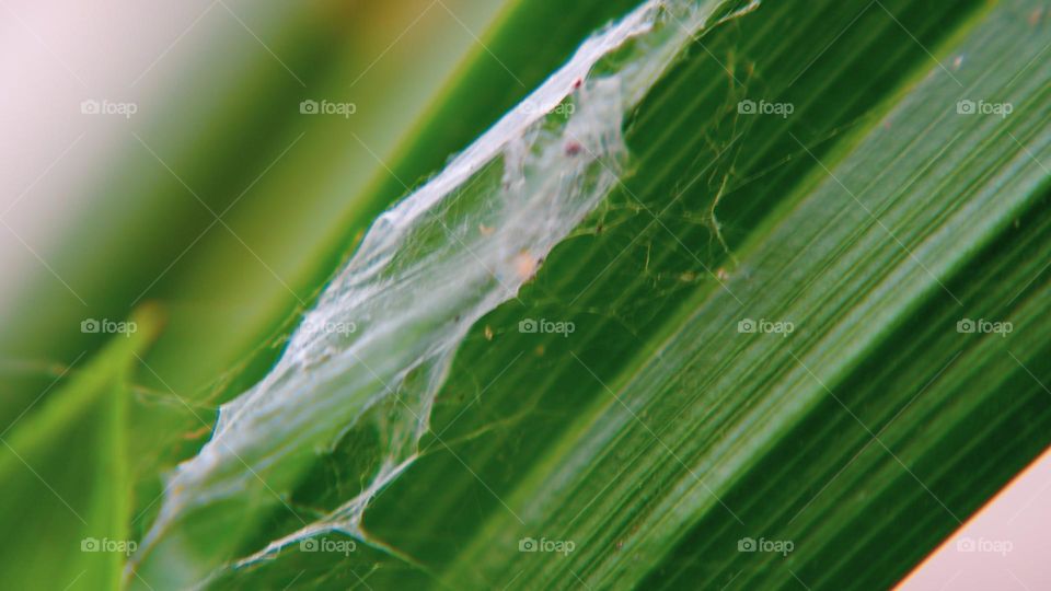 Blur photo of part of the pandan leaves that is torn and dries brown in a portrait in the morning. natural light in the morning sun. Concept photo for background design.