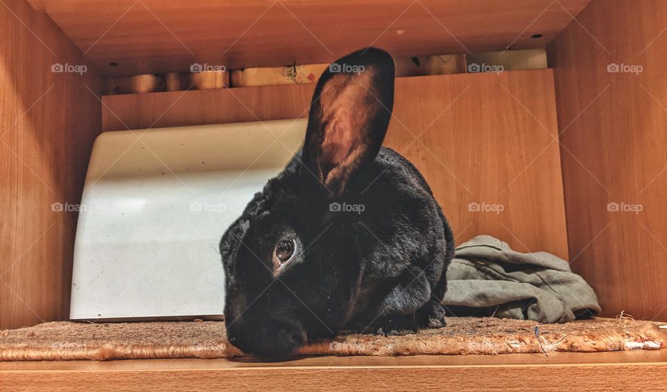 Rex domestic rabbit