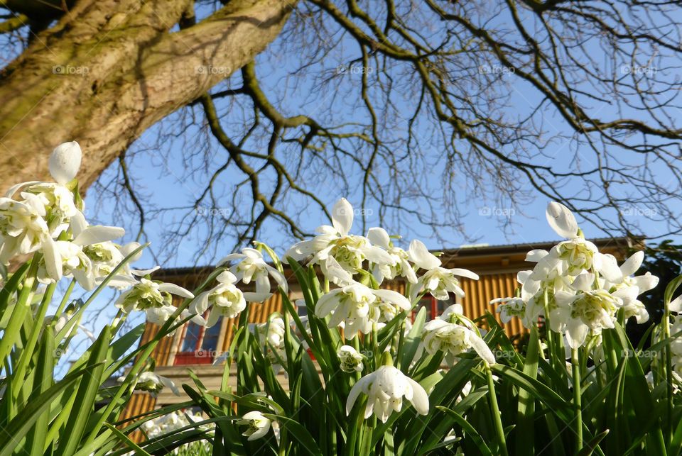 double snowdrops