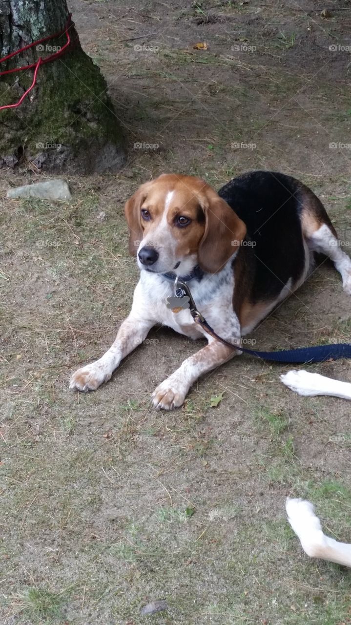 Beagle on Patrol