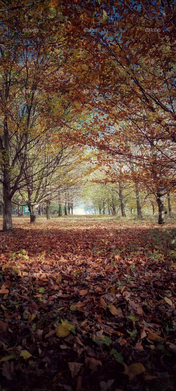 forest in Autumn