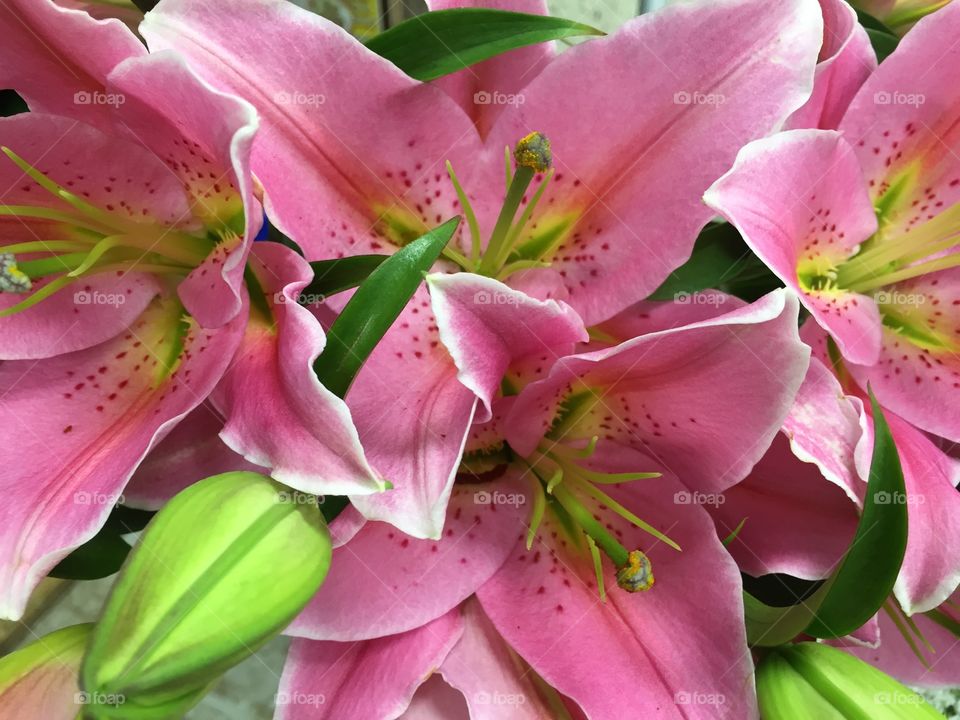 Elevated view of pink flower