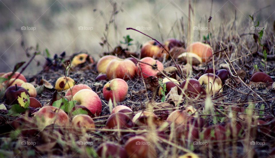 Ripened apples fallen from the trees laying in the grass