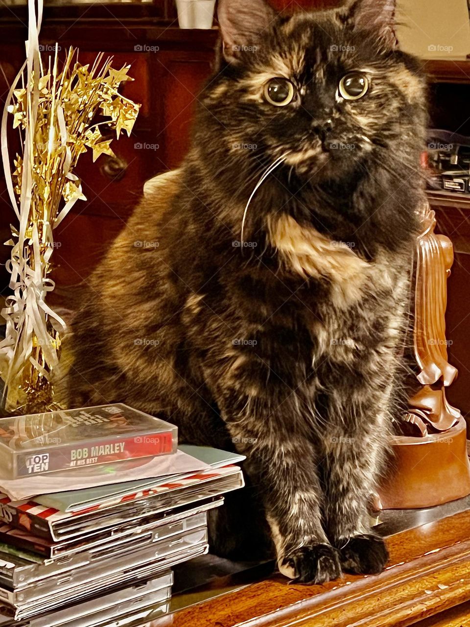 My brownish black domestic longhaired cat sitting on a table in my living room. She is a beautiful, fluffy adult female cat. 