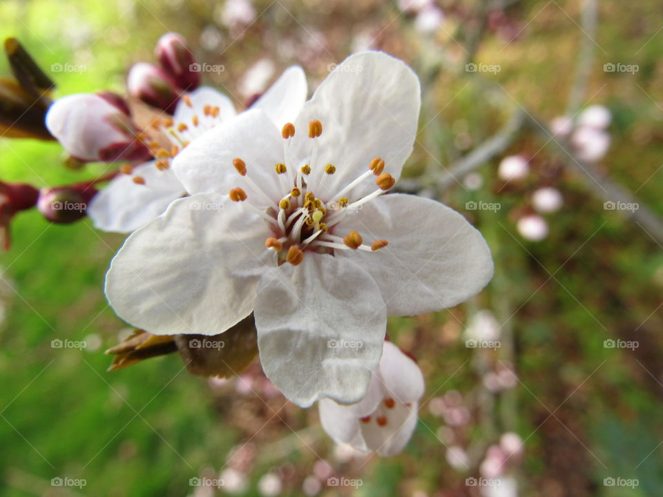 cherry blossom