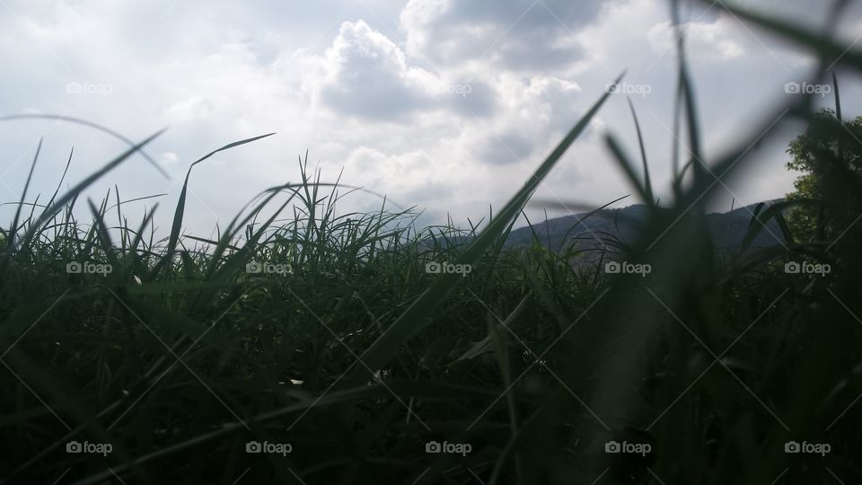 Shot from above in a green meadow with cloudy sky on background