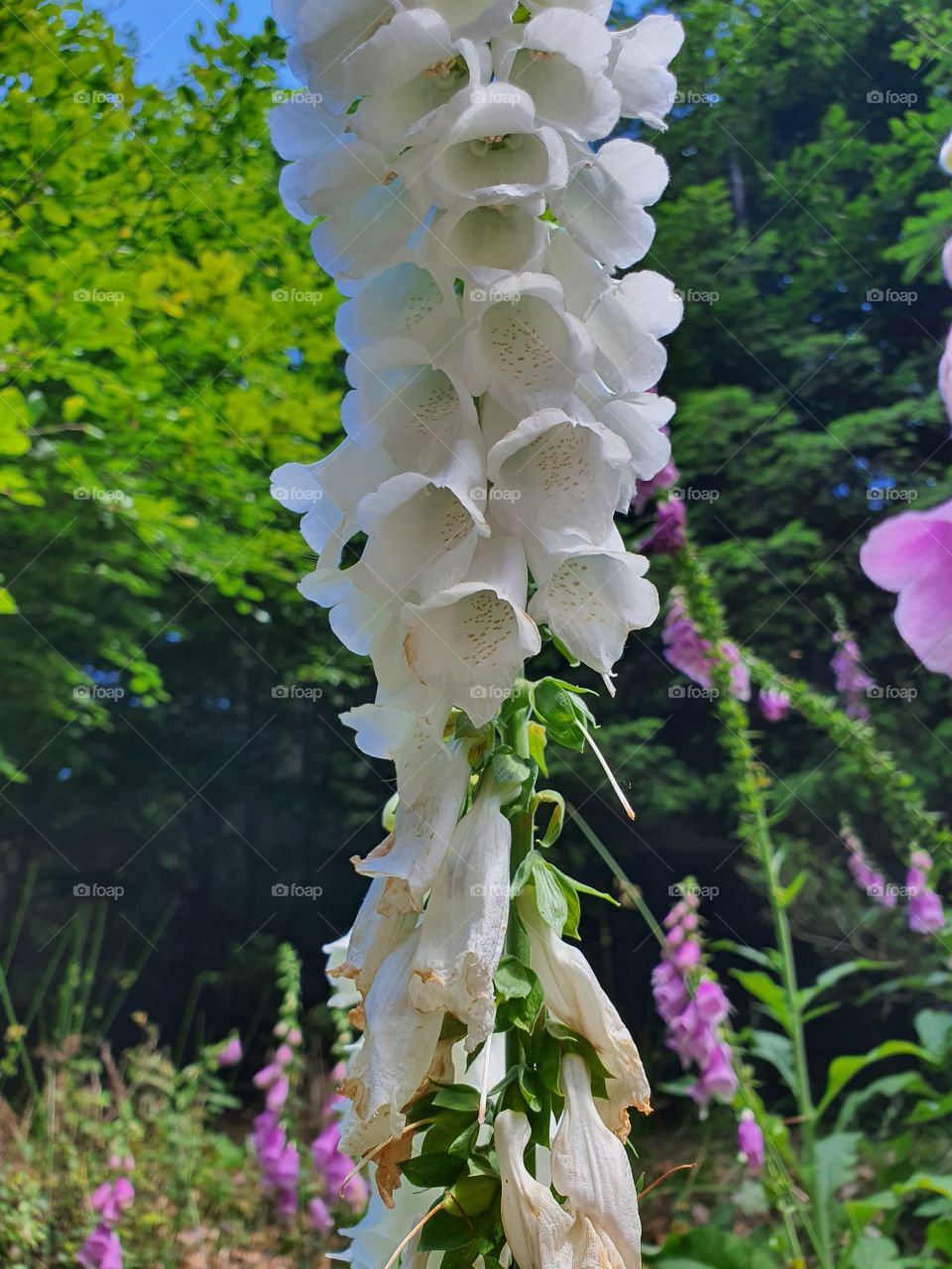 flowers in the forest