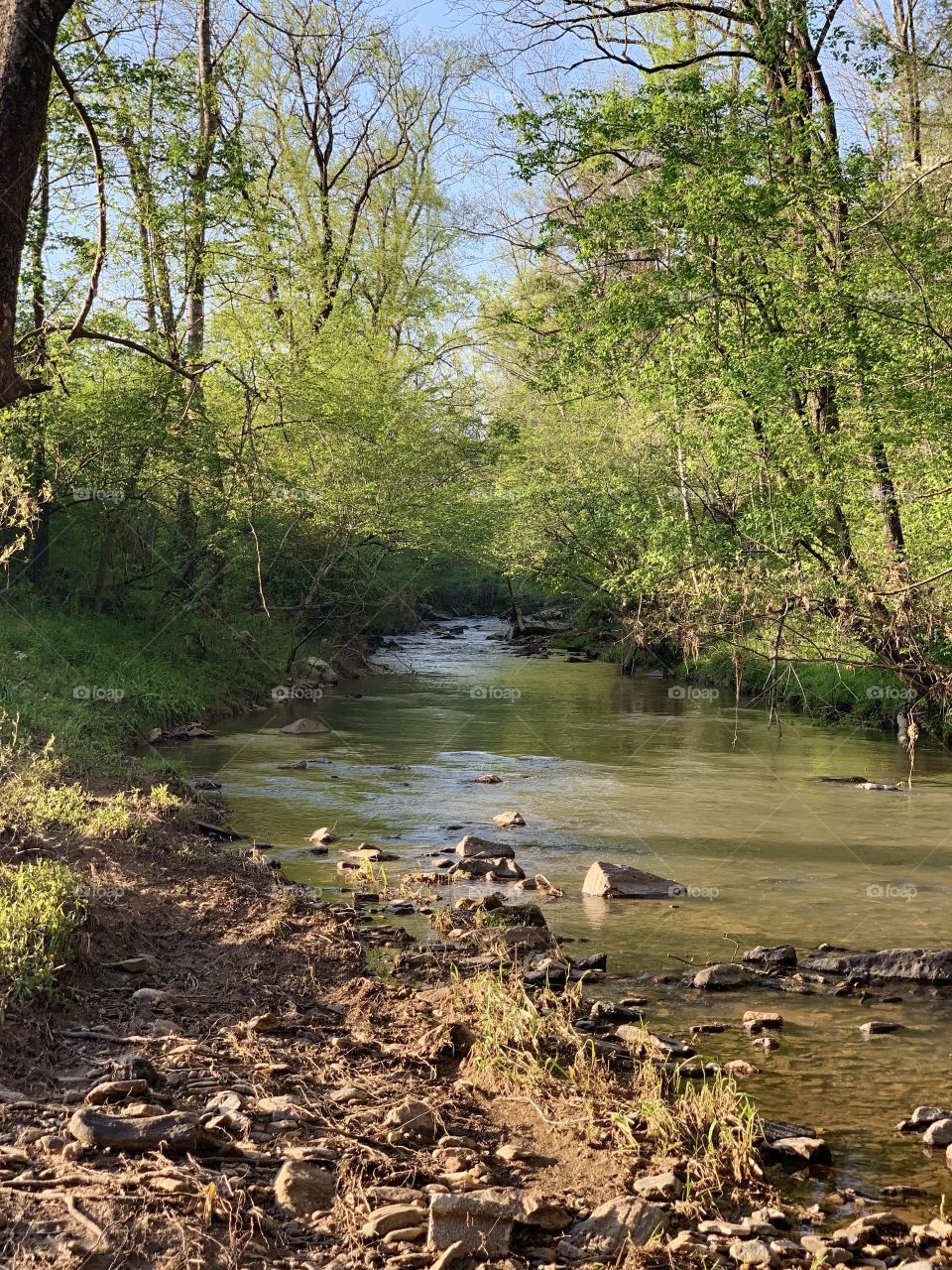 Small Appalachian stream/creek at sunset.