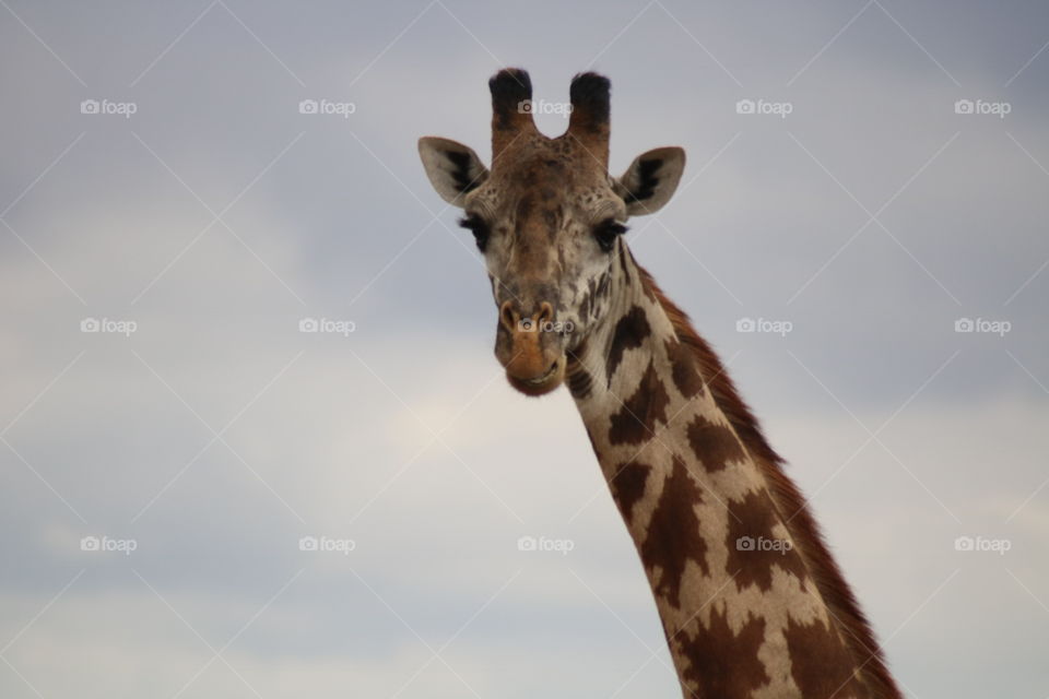 Portrait of a giraffe!