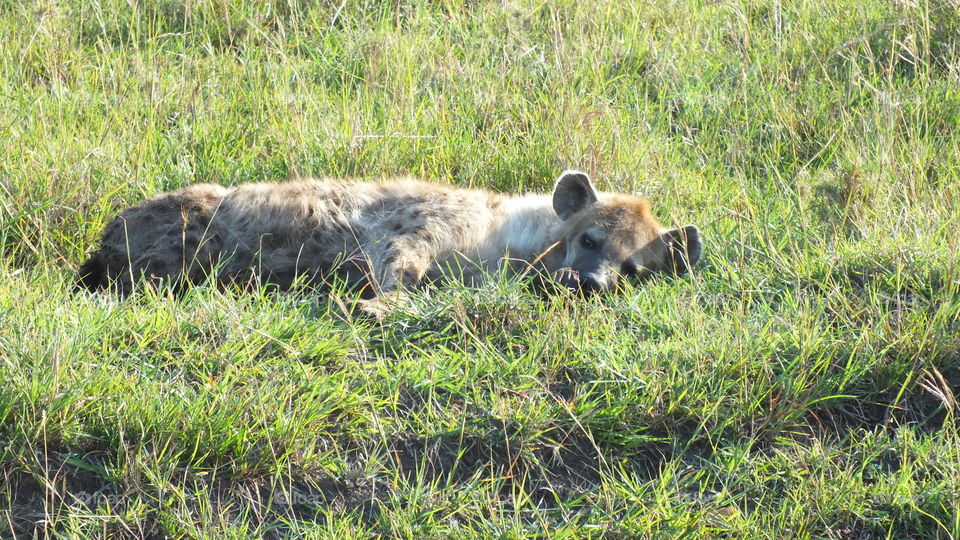 Hyena napping
