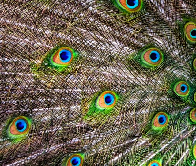 Peacock feathers