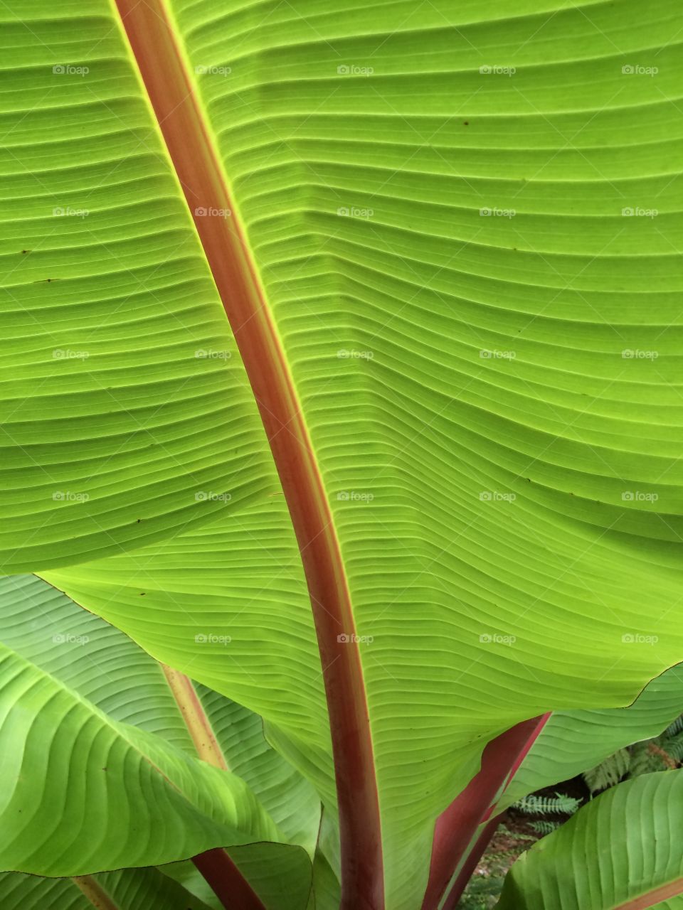 Leaf pattern 