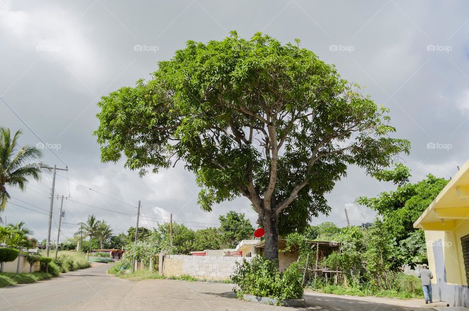 Mango Tree By The Roadside