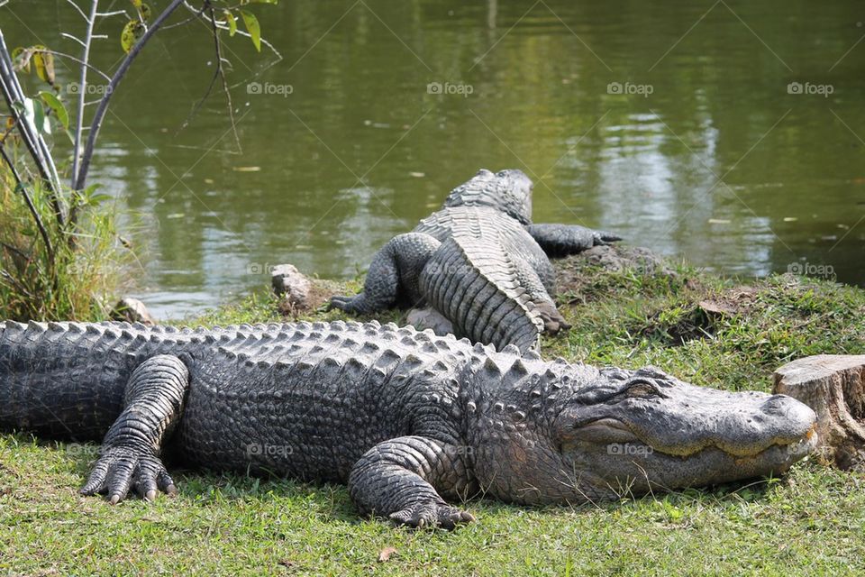 Gators of Everglades 